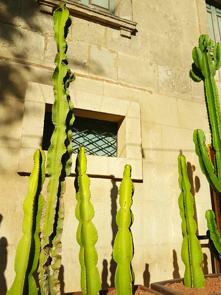 Höga Kaktusar Växer Mot Brun Vägg Med Små Fönster Typiskt — Stockfoto
