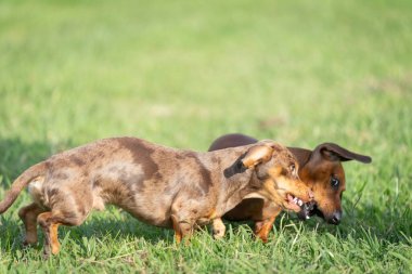 Dachshund köpeği dışarı fırladı ve çim kulaklara doğru koştu kanat çırptı ve özgürlüğün tadını çıkardı..