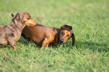 Dachshund köpekleri çimenlerde oynayıp özgürlüğün tadını çıkarıyorlar.