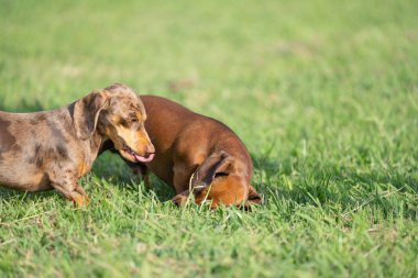 Dachshund köpekleri dışarıda oynayıp özgürlüğün tadını çıkarıyorlar.