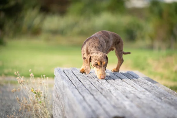 Dachshund Собака Около Носа Вниз Попробуйте Забрать Послал Скамейку Парке — стоковое фото