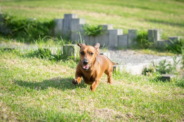 ダックスフントは犬を飼い 草の上を走り 自由を楽しむことについて — ストック写真