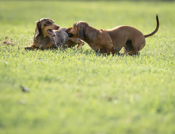 ダックスフントの犬たちは草の中で遊んだり 自由を楽しんだり 草の耳に向かって走ったりしています — ストック写真