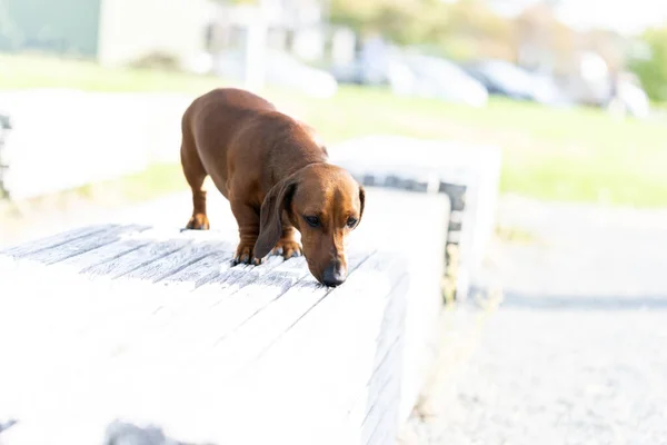 ダックスフンド犬と鼻の下について公園のベンチに送信ピックアップしようとします — ストック写真