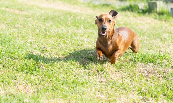 ダックスフント犬と草の耳に向かって羽ばたき 自由を楽しむことについて — ストック写真