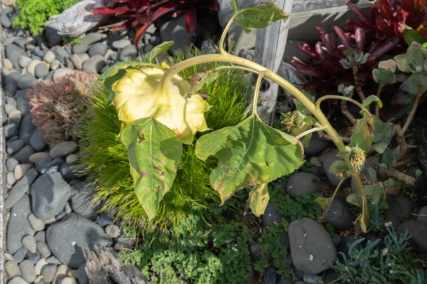 Primo Piano Girasole Morto Cadente Con Foglie Essiccazione Petali Caduti — Foto Stock