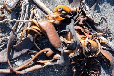 Boğa yosunu kıyıya vurdu ve Kaikoura sahilinde, Yeni Zelanda 'da güneşte kuruyor..