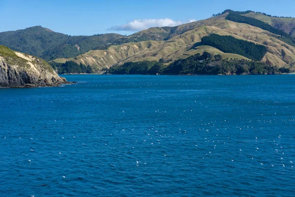 南の島とマルボロの頂上として水面下の海鳥の群れ音は ニュージーランドによって近づいています — ストック写真