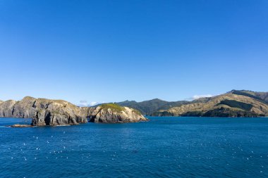 Güney Adası ve Marlborough 'un tepesinde deniz kuşları sürüleri, Yeni Zelanda' da denizden yaklaşır..