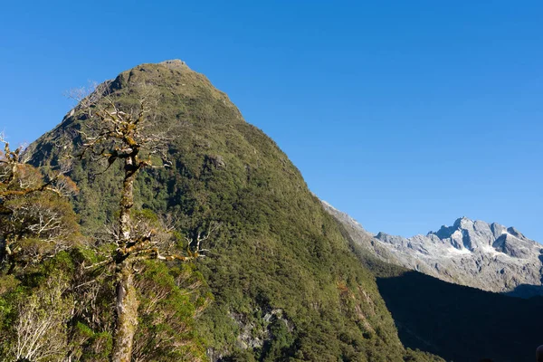 ニュージーランドの南島の土地の上にハリウッド バレーに沿ったフィールドランドの南アルプスの山と枯れ木 — ストック写真