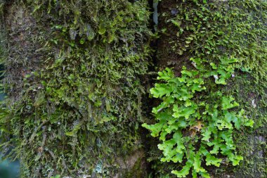 Ağaç gövdelerinin büyüyen yosunları ve zambakları.