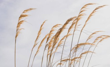 Tüylü çiçekler ya da ayak parmağının tohumu meltemde bükülüyor Yeni Zelanda 'da pampalara benziyor..