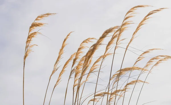 Tüylü çiçekler ya da ayak parmağının tohumu meltemde bükülüyor Yeni Zelanda 'da pampalara benziyor..