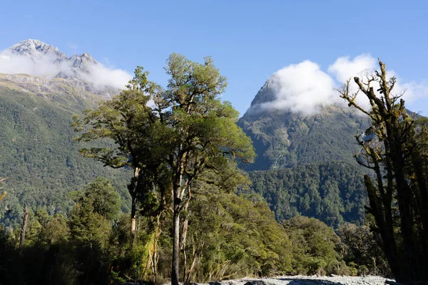 Floresta Vista Para Leito Rio Seco Com Picos Montanha Atrás — Fotografia de Stock