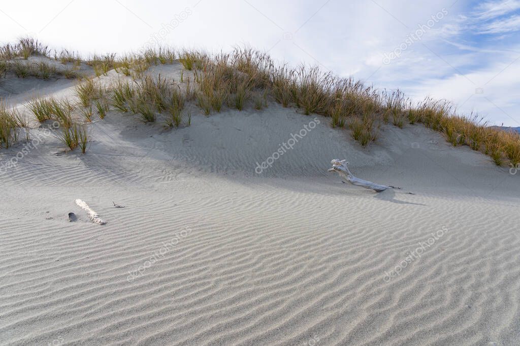 Coastal beach sand formed in ripples by wind with beach grass.
