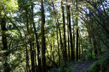 Hollyford 'da uzun ince ağaçlar arasında yürüyüş hattı. Fiordland Ormanı, Yeni Zelanda' da yürüyün..