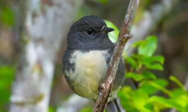 Güney Adası Robin erkeği dalın üzerine tünemiş merakla kameraya bakıyordu..
