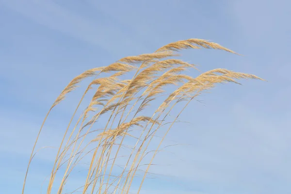 Zehe Oder Pampasgras Samen Köpfe Wehen Wind Vor Blauem Himmel — Stockfoto