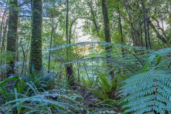 New Zealand Rain Forest Tall Beech Trees Dense Forest Floor — Stock Photo, Image