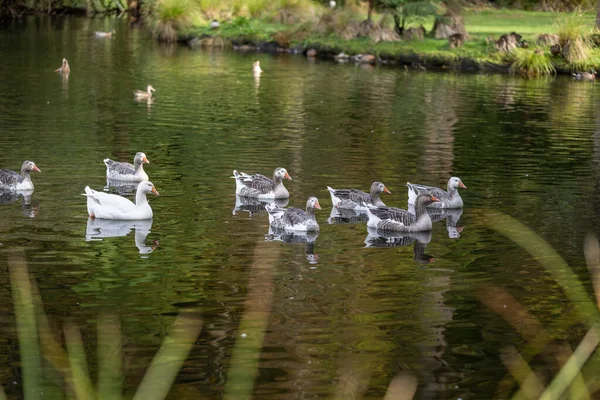 Liten Flock Grå Eller Grågås Med Vitt Virginia Lake Whanganui — Stockfoto