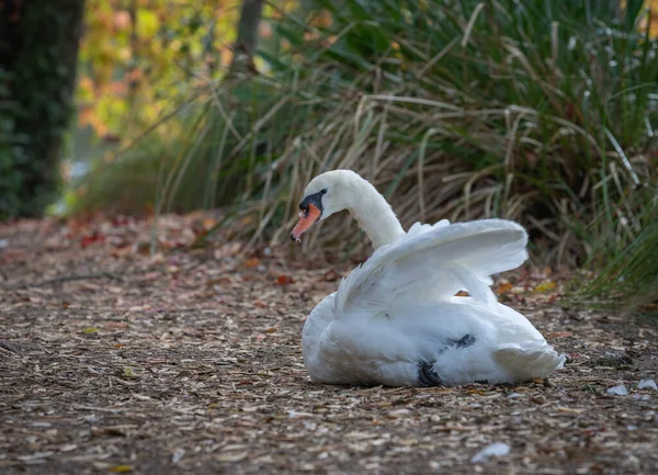 Gran Cisne Mudo Blanco Sentado Con Ala Parcialmente Levantada Camino — Foto de Stock