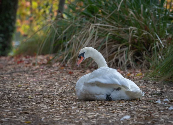 Gran Cisne Mudo Blanco Sentado Camino Alrededor Del Lago Bloqueando — Foto de Stock