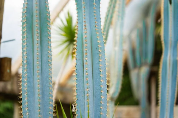 Plantas Cactus Cultivadas Para Jardín Ornamental Paisaje —  Fotos de Stock