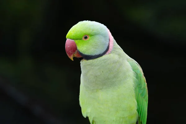 Rödnackad Papegoja Psittacula Kramer Indien — Stockfoto