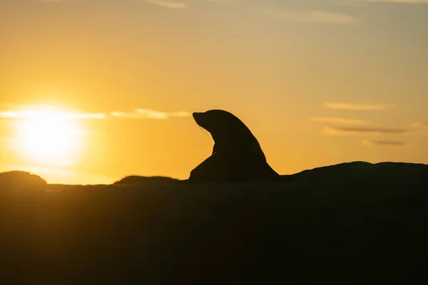 Silhouette Otarie Nouvelle Zélande Repose Tête Dans Ciel Alors Est — Photo