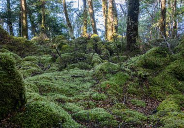 Parlak yeşil yosun ve diğer küçük eğreltiotları orman zemininde yetişen ağaçlar ve ağaç kütüğünün üzerinde turuncu kayın yaprakları ve Kepler ormanında ağaç kökleri, Te Anau Yeni Zelanda.