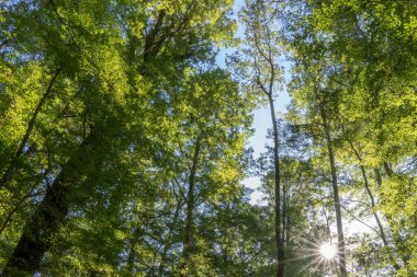 Kayın ormanları Keplar yolu boyunca yükseliyor, gökyüzüne doğru, Te Anau Gölü, Yeni Zelanda.