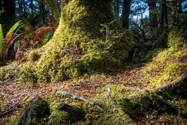 Musgo Verde Brilhante Outras Pequenas Samambaias Árvores Crescendo Chão Floresta — Fotografia de Stock