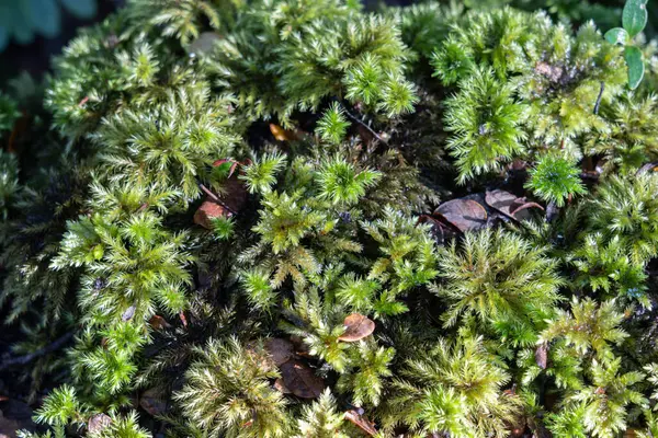 Exuberante Suelo Que Cubre Musgo Sphagnum Suelo Del Bosque Bosque —  Fotos de Stock