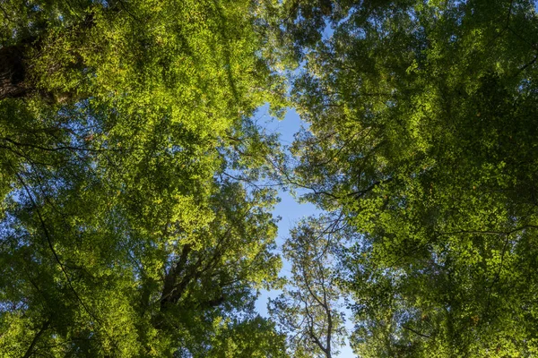 Floresta Faia Longo Trilha Keplar Elevando Sobrecarga Para Céu Lago — Fotografia de Stock