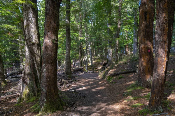 Vysoké Stromy Zelené Listí Trať Vedoucí Lesem Kepler Track — Stock fotografie