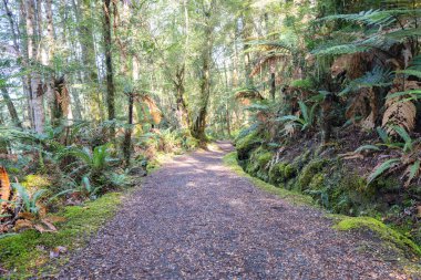 Kepler patikası kayın ve eğreltiotu ormanlarından geçiyor, Te Anau, Yeni Zelanda.
