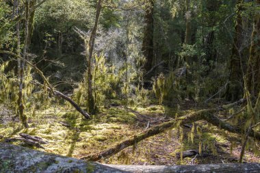 Karanlık ormanda güneş, Yeni Zelanda 'daki yeşil renkli yosunların arasından süzülür.