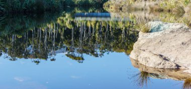 Güney Adası Yeni Zelanda 'daki Ship Creek' te sakin mavi sabah ışığında kahikatea ormanının etrafındaki gemi deresi yansımaları..