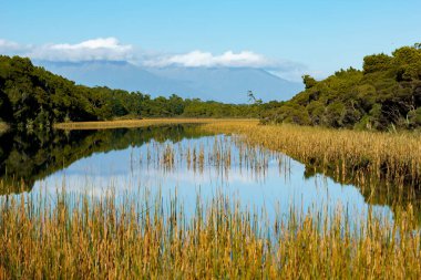 Ship Creek bataklığının turuncu renkli sazlıklar ve mavi gökyüzünün altındaki antik yeşil kahikitea ormanlarıyla çevrili güzel sakin yansıması.