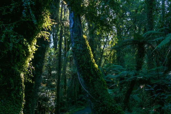 ニュージーランドの熱帯雨林の暗闇の中で太陽の光が緑の腎臓シダの木の幹を登る南島 — ストック写真
