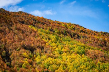 Arrowtown, Yeni Zelanda 'da rengarenk sonbahar yeşillikleri kaplandı..
