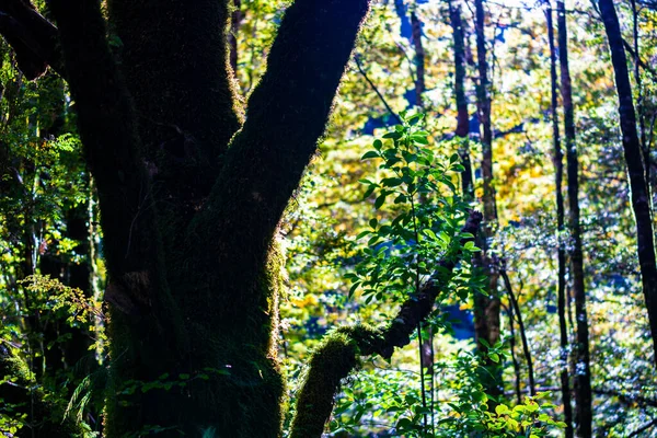 Tronco Árvore Silhueta Folhagem Verde Dourada Retroiluminada Pelo Sol Floresta — Fotografia de Stock
