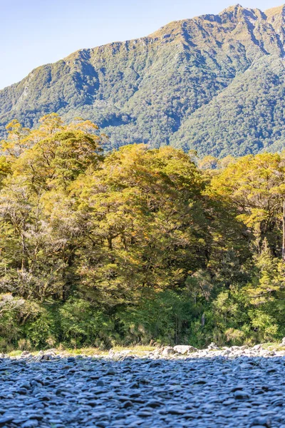 緑の山の上の青い空と真コロラ川床の乾燥した石の端の横にあるブナの木の黄金の葉 — ストック写真