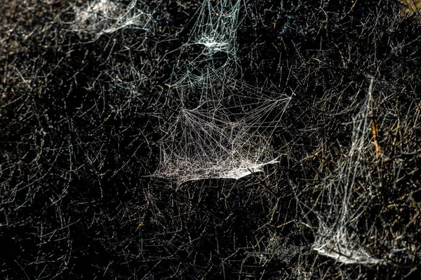 Sabah ışığında örümcek ağına çiy damlaları düşer, vahşi İrlandalı ya da matagouri dikenli Yeni Zelanda çalı ağacı Batı Yakası Eyalet Otoyolu 6. Güney Adası Yeni Zelanda.