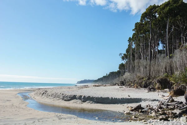 Ψηλή Παραλία Rimu Δέντρα Γραμμή Στο Bruce Bay Στη Δυτική — Φωτογραφία Αρχείου