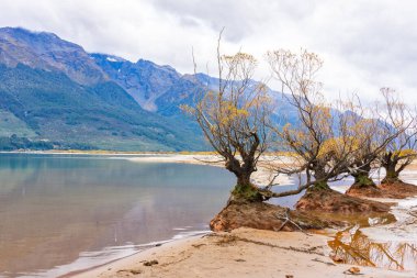 Söğüt ağacı dalları tomurcuklanıyor ve sarı sonbahar yaprakları çay lekesi renginde bataklık kenarında Glenorchy, Güney Adası Yeni Zelanda 'daki Te Anau Gölü' ne doğru..