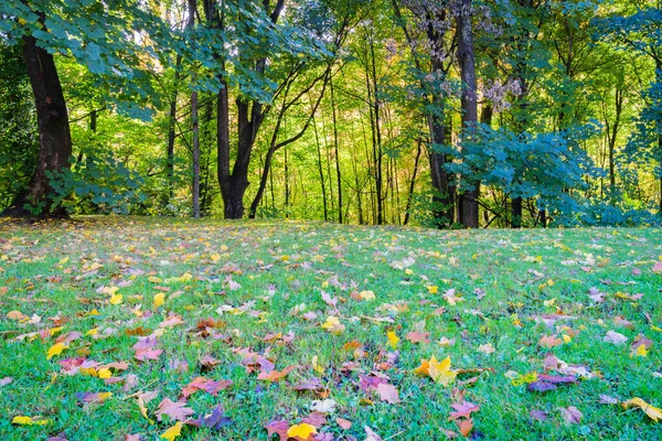 Autumn Color Foliage Lines Tobins Track Walk Arrow River Arrowtown — Stock Photo, Image