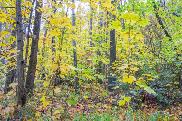 Autumn Color Foliage Lines Tobins Track Walk Arrow River Arrowtown — Stock Photo, Image