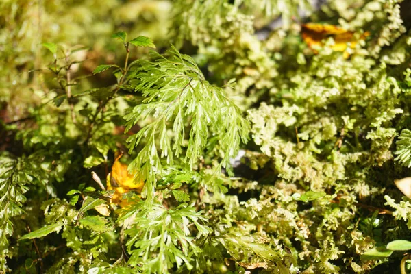Droopy Filmy Fern Closeup Growing Mossy Forest Floor West Coast —  Fotos de Stock