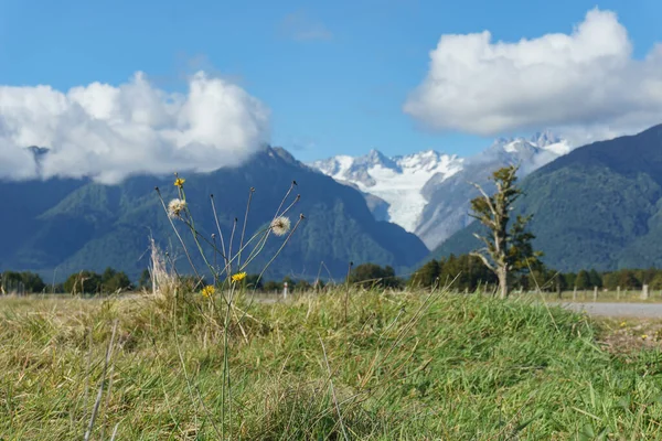 Dandelions Seed Heads Field Low Point View Southern Alps Background — Stock Photo, Image